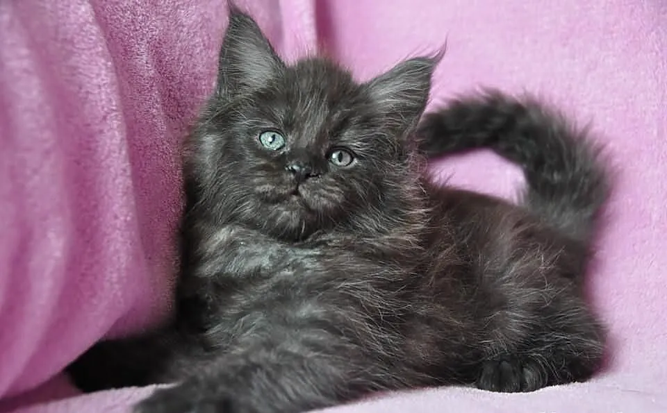 Maine Coon - kocieta kocurki i kotki -śliczne kolo