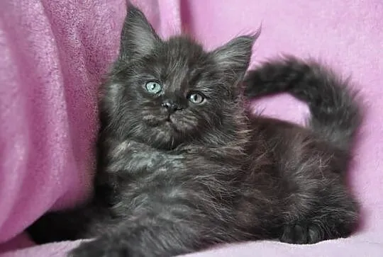 Maine Coon - kocieta kocurki i kotki -śliczne kolo