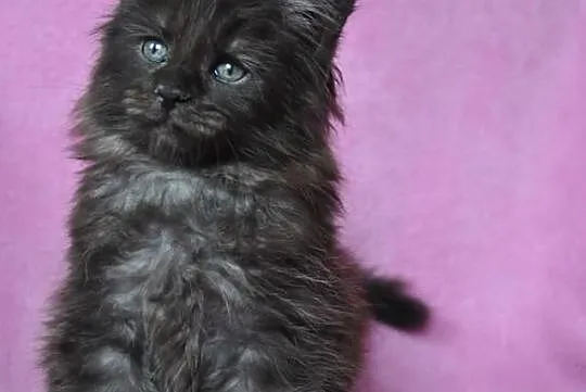 Maine Coon - kocieta kocurki i kotki -śliczne kolo