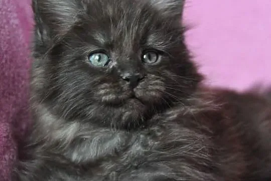 Maine Coon - kocieta kocurki i kotki -śliczne kolo