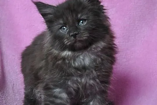 Maine Coon - kocieta kocurki i kotki -śliczne kolo