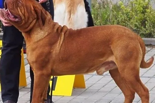 Dogue de Bordeaux, Dog, Mastif - reproduktory FCI , Iwonicz-Zdrój