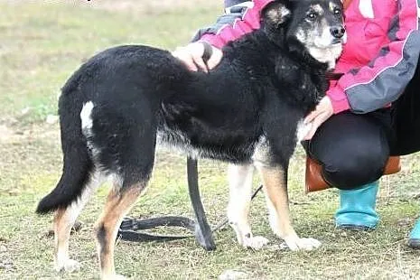Spokojna suczka Dana szuka domu,  wielkopolskie Po