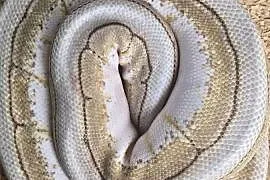 Pyton królewski [Python regius]