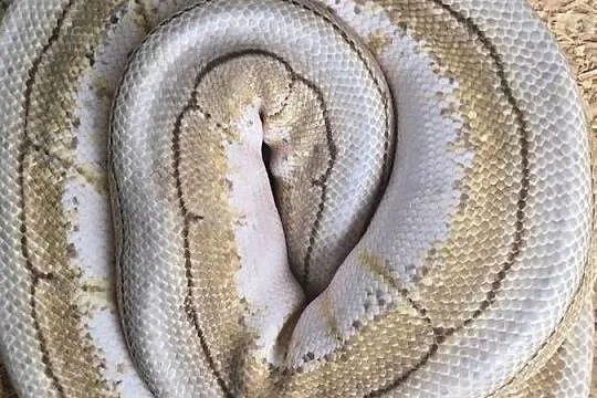 Pyton królewski [Python regius]