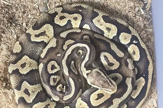 Pyton królewski [Python regius], Wielkopolskie, Poznań