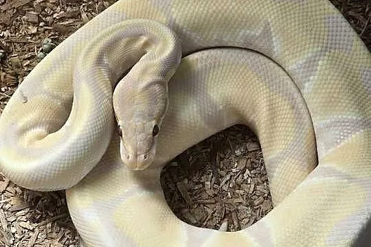 Pyton królewski [Python regius], Wielkopolskie, Poznań