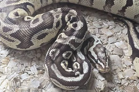 Pyton królewski [Python regius], Wielkopolskie, Poznań