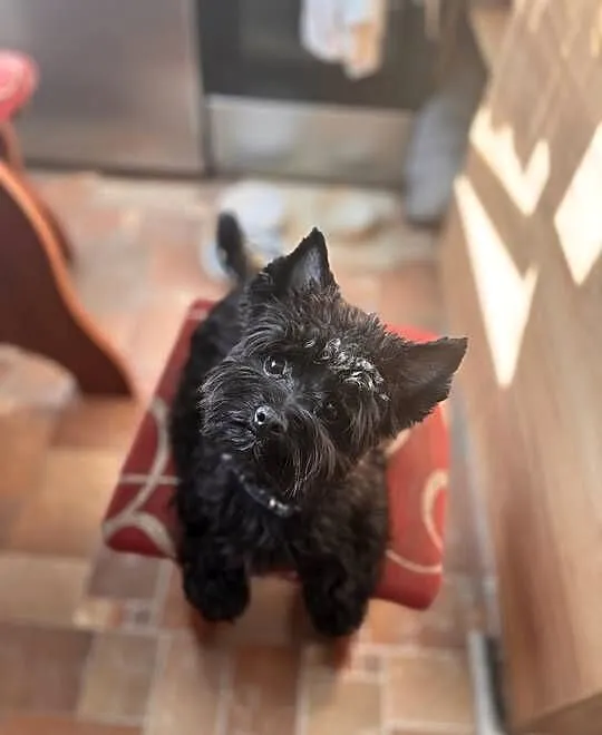 Black yorkshire terrier, Śląskie, Czeladź