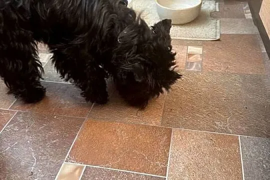 Black yorkshire terrier, Śląskie, Czeladź