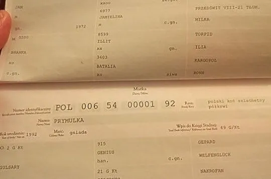 Współdzierżawa kucyka, , 