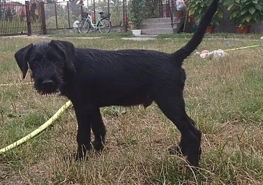 Bambo - 4miesięczny piesek, łódzkie Skierniewice