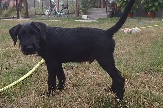 Bambo - 4miesięczny piesek,  łódzkie Skierniewice