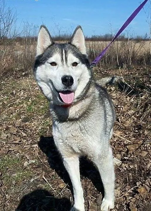 Sunia Husky czeka na odpowiedzialny i pełen miłośc