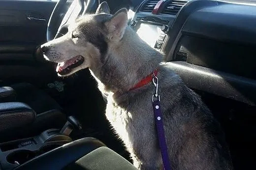 Sunia Husky czeka na odpowiedzialny i pełen miłośc