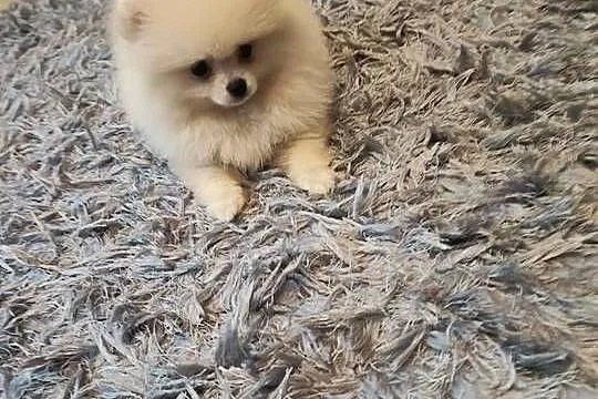 Pomeranian suczka kremowa, Dolnośląskie, Bolesławiec