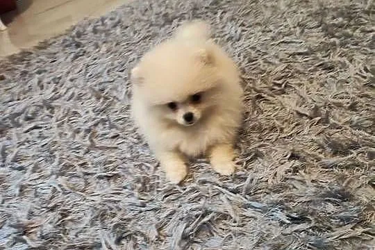 Pomeranian suczka kremowa, Dolnośląskie, Bolesławiec