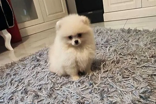 Pomeranian suczka kremowa, Dolnośląskie, Bolesławiec