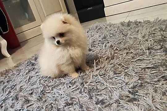 Pomeranian suczka kremowa, Dolnośląskie, Bolesławiec