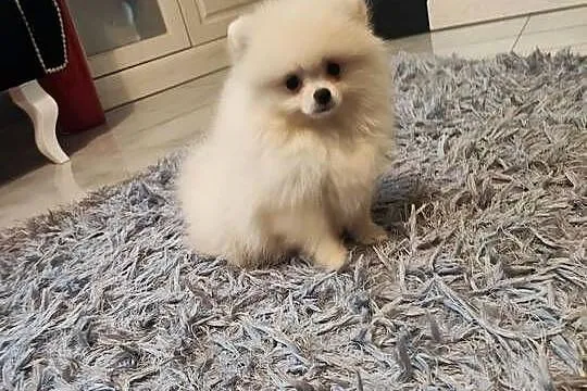 Pomeranian suczka kremowa, Dolnośląskie, Bolesławiec