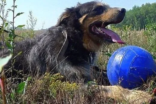 Piękny, srebrzysty szorstkowłosy, wąsaty Pankracy,