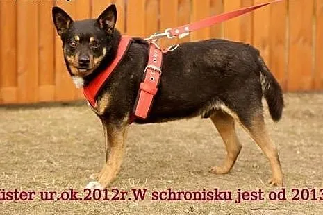 Mister, niesamowicie grzeczny, niekonfliktowy psiak, OAZA SPOKOJU,  Kundelki cała Polska