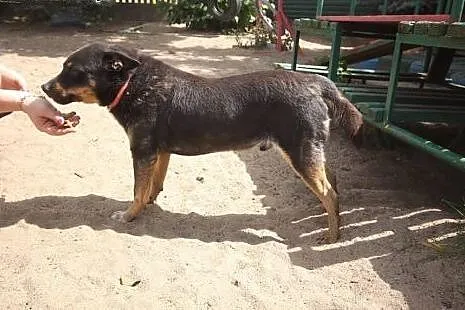 Mister, niesamowicie grzeczny, niekonfliktowy psia
