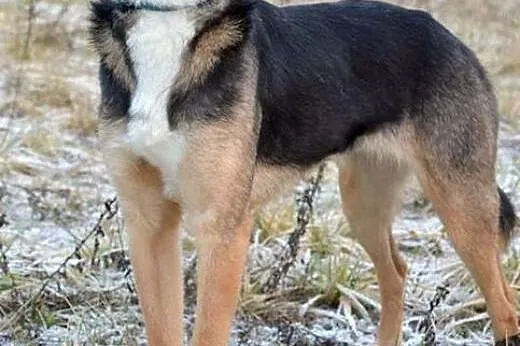 Sara - delikatna, cudowna dziewczynka :),  warmińs