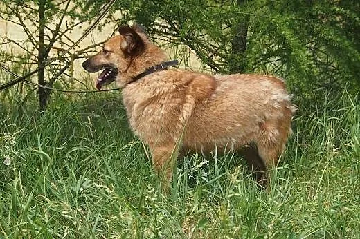 Frytka potrzebuje kochającego i odpowiedzialnego d