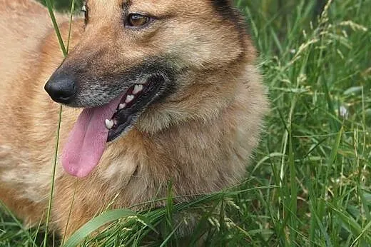 Frytka potrzebuje kochającego i odpowiedzialnego d