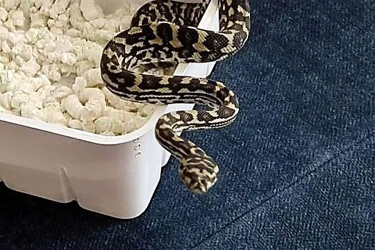 morelia spilota variegata pyton dywanowy samiec