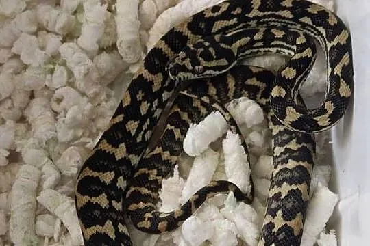 morelia spilota variegata pyton dywanowy samiec, Śląskie, Katowice