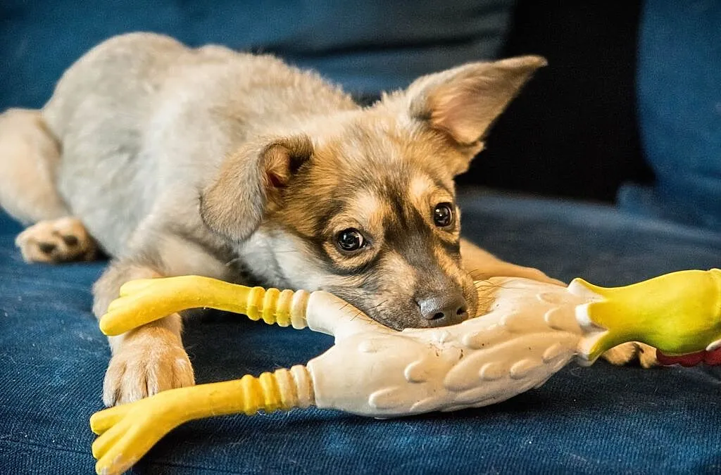 FALA - dużo energii, dużo miłości, do adopcji takie piękności :), Łódzkie, Łódź