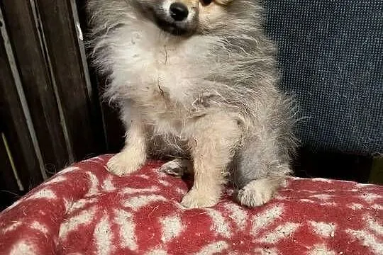 Szpic miniaturowy  pomeranian  malutki piesek