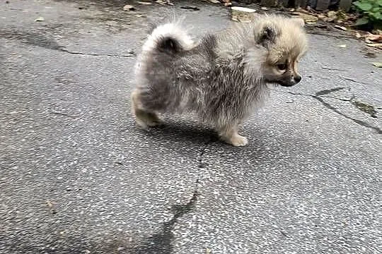Szpic miniaturowy  pomeranian  malutki piesek, Wielkopolskie, Zakrzewo