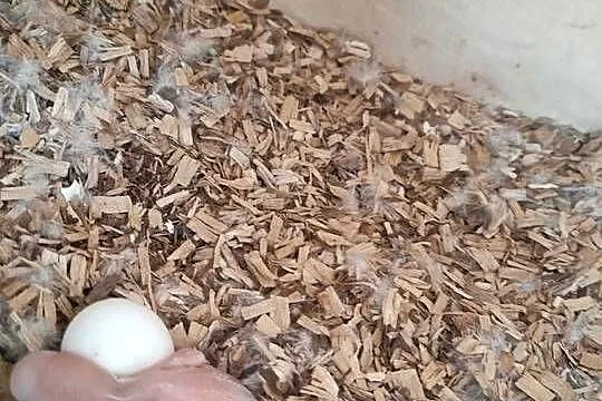Papugi ręcznego karmienia, Łódzkie, Parzno