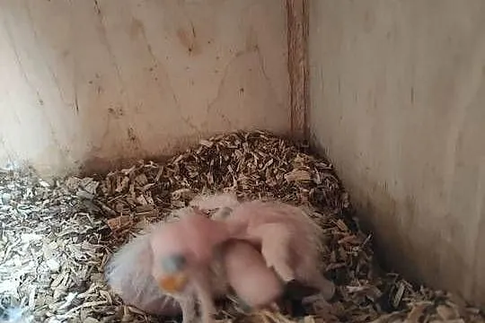 Papugi ręcznego karmienia, Łódzkie, Parzno