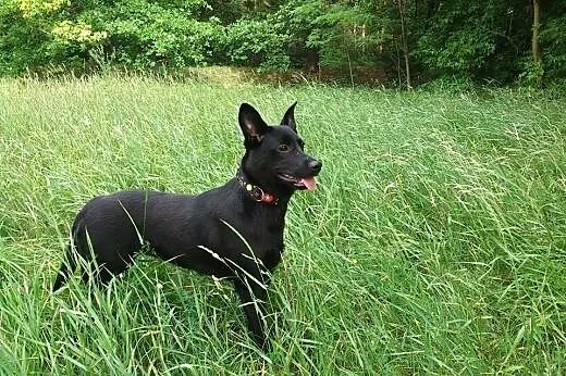 Exa/Bunia szuka domu !,  mazowieckie Warszawa