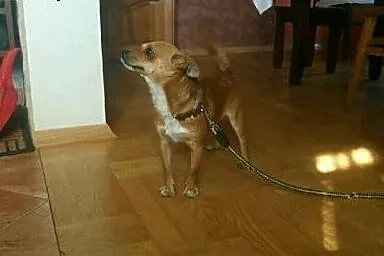 Malutki Kodi,  małopolskie Tarnów