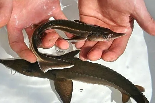 RYBY karp, karaś, jesiotr, amur, miętus, szczupak, pstrąg, Łódzkie, Silnica