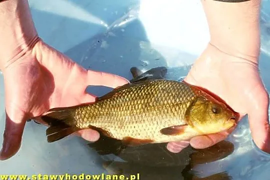 RYBY karp, karaś, jesiotr, amur, miętus, szczupak, pstrąg, Łódzkie, Silnica