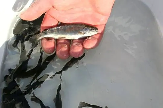 RYBY karp, karaś, jesiotr, amur, miętus, szczupak, pstrąg, Łódzkie, Silnica