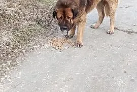 Znaleziono psa w typie bernardyna, mastifa, Szarbi, Szarbia Zwierzyniecka