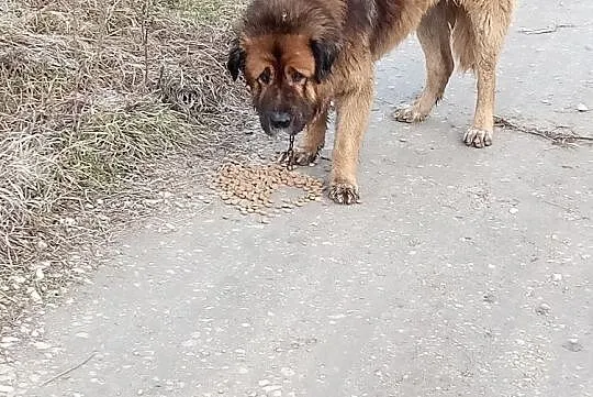 Znaleziono psa w typie bernardyna, mastifa, Szarbi