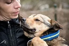 PIONEK - ufny, kochający, radosny psiak szuka domu, Sochaczew
