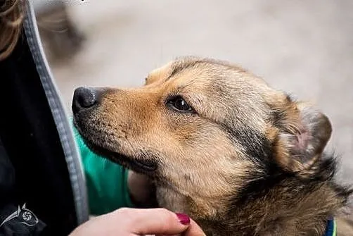 PIONEK - ufny, kochający, radosny psiak szuka domu