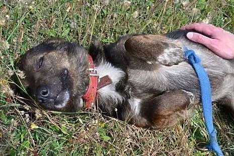Młodziutki Misio wyciągniętą zza krat łapką zatrzy