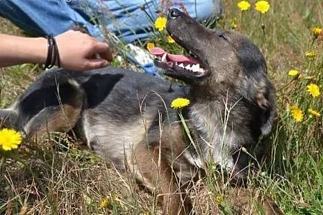 Młodziutki Misio wyciągniętą zza krat łapką zatrzy
