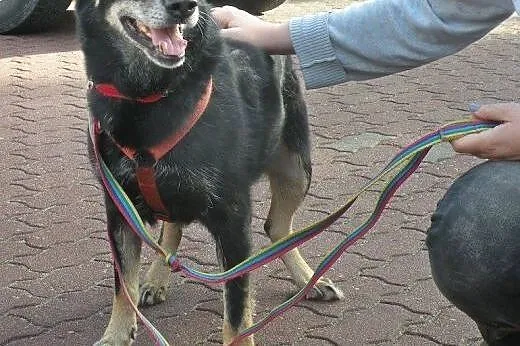 Dodo świetny nieduży psiak a całe życie w schronis