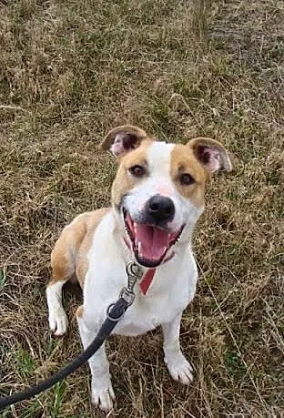 Amfi młoda, kochana, energiczna suczka mix amstaff